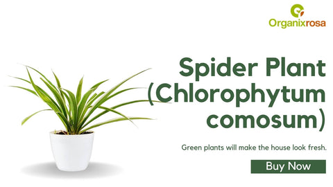 Spider Plant (Chlorophytum comosum)