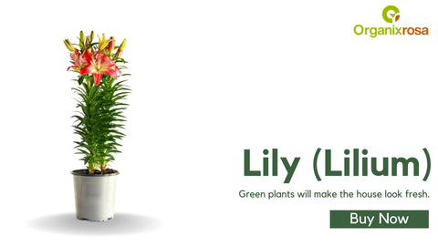 Lily (Lilium)