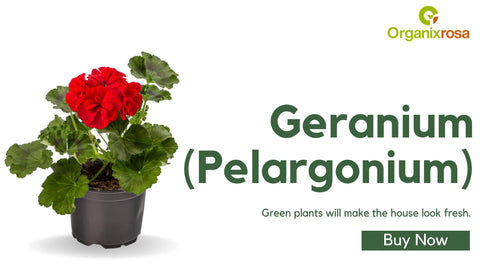 Geranium (Pelargonium)