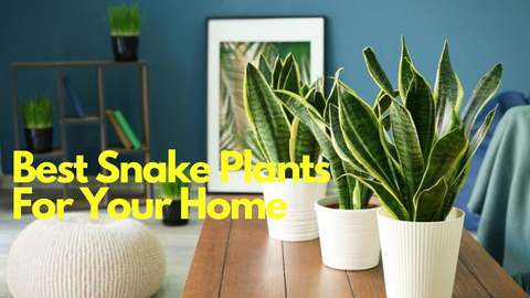 Best-Snake-Plants-For-Your-Home