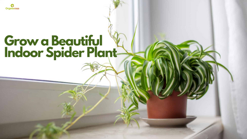Grow-a-Beautiful-Indoor-Spider-Plant