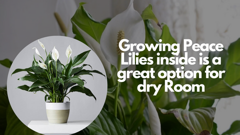 Growing-Peace-Lilies-inside-is-a-great-option-for-dry-Room
