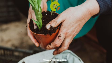 Well-Draining Soil