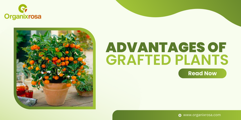 What is Fruit Grafted Plant, it's Benefits, & type of fruit plants you can grow at Home.