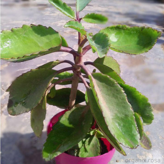 Patharchatta Bryophyllum, Panfuti – Plant