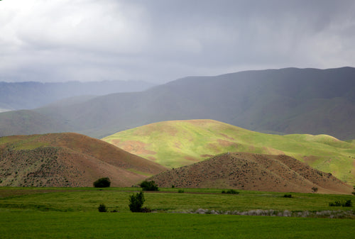 Healthy Cows Raised in the Boise Foothills