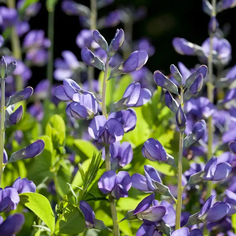 Blue Nila Image