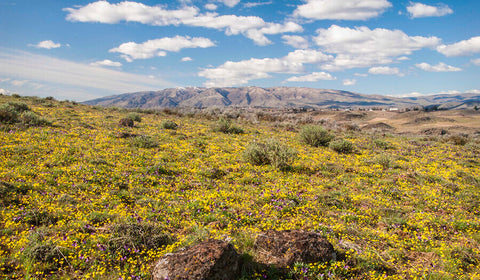 Cowiche Canyon Conservancy, Yakima, WA