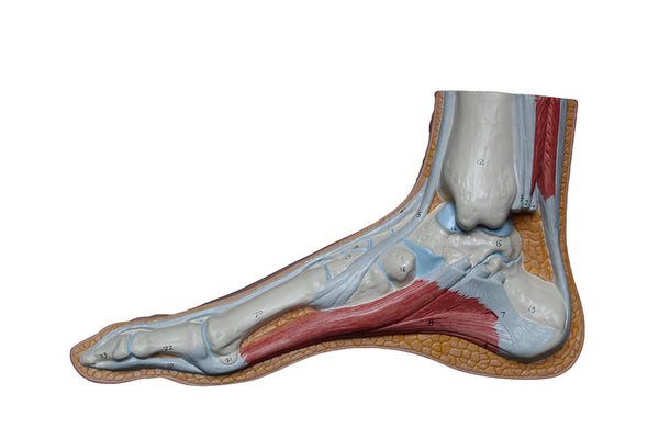 Sideview anatomy of a foot and ankle