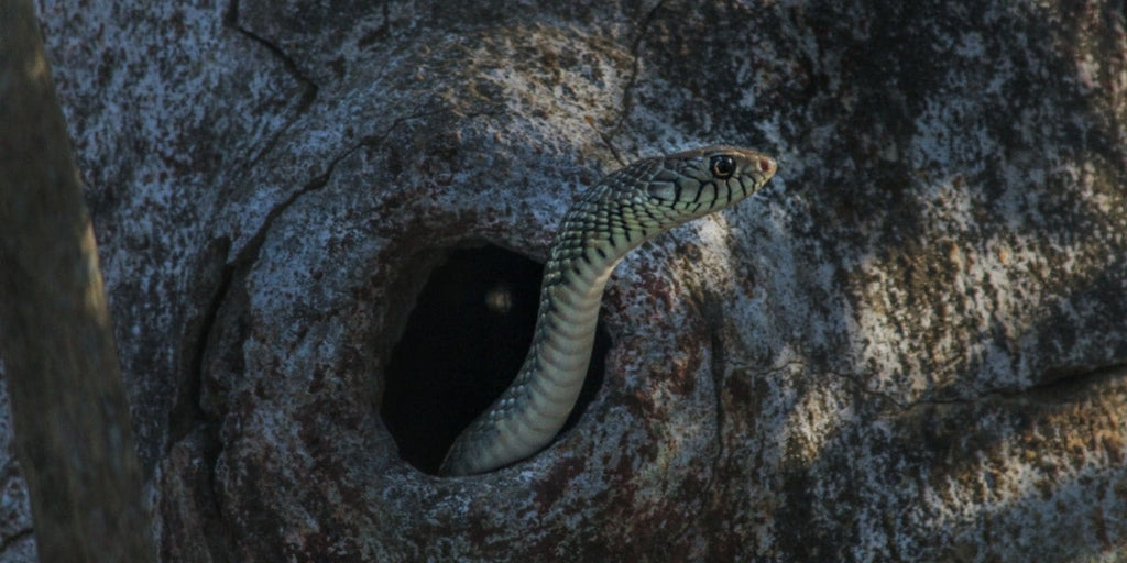 snake-cave_