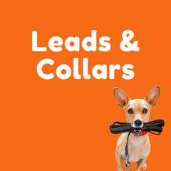 leads and collars