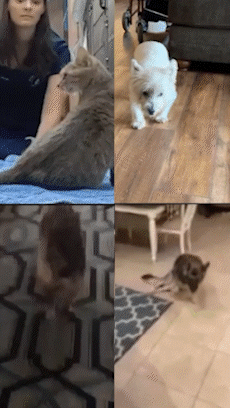 petbefore(merge).gif__PID:4d7f260c-e75e-49a6-906d-eb9e03bc8d37