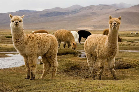 Alpaca Wool - Alpaca International