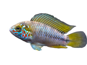 Dwarf Umbrella Borelli Cichlids T240 Approx 1" - Finatics Aquarium