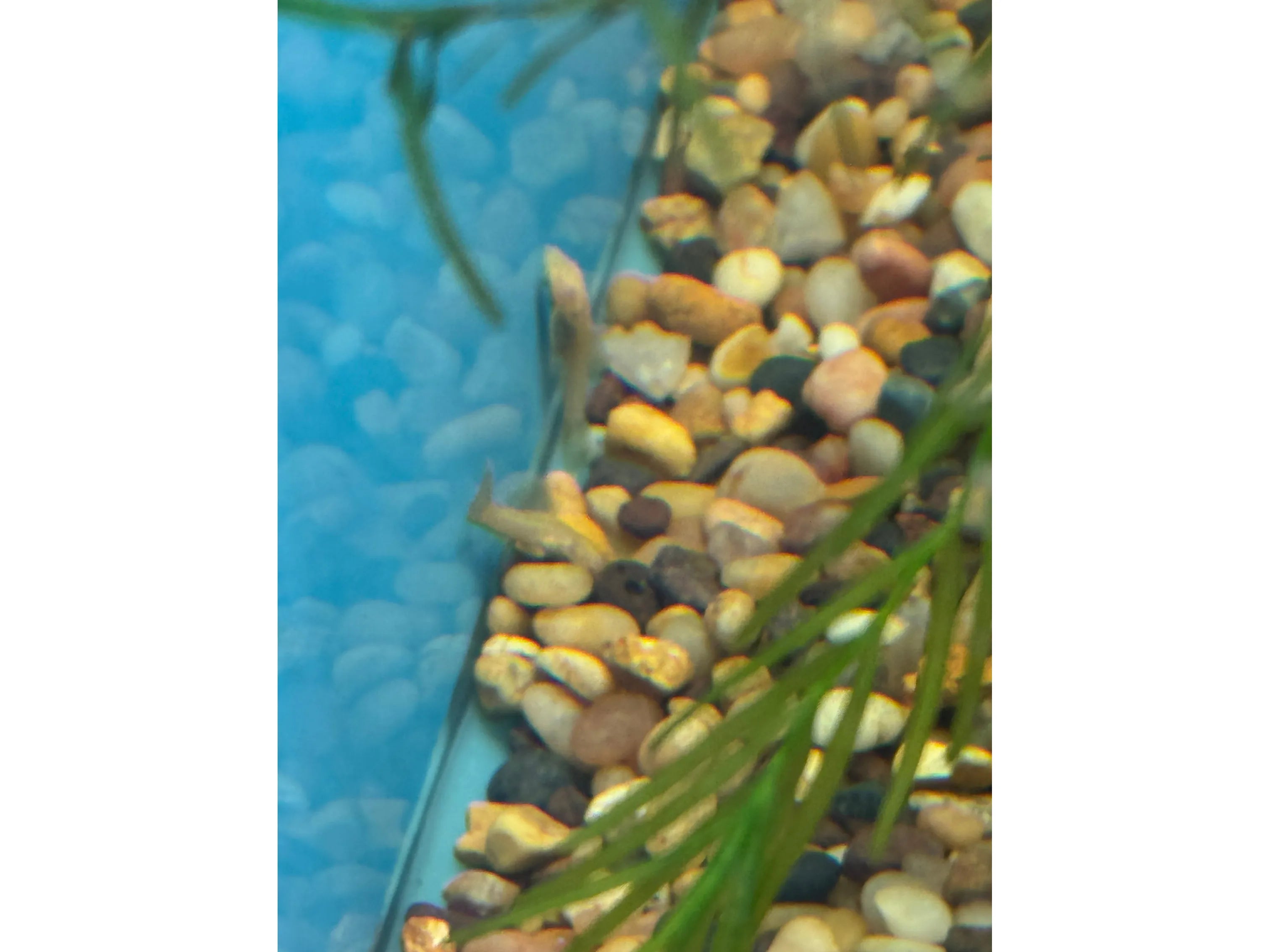 Bushy Nose Albino Gold Pleco Approx 1.5”