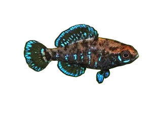 Elassoma Sunfish - Pygmy Sunfish - Finatics Aquarium