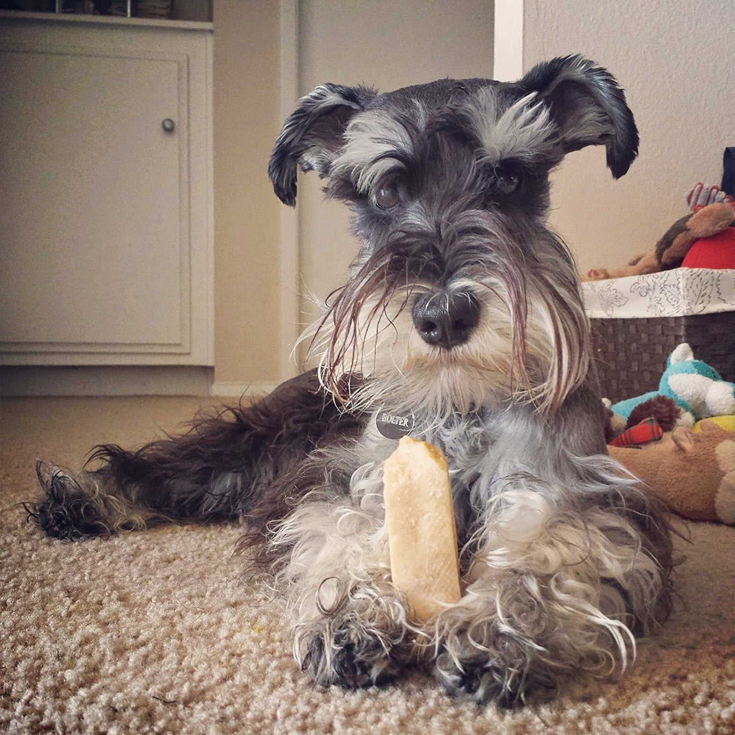 A schnauzer dog lying on a carpet with a bone between its paws.