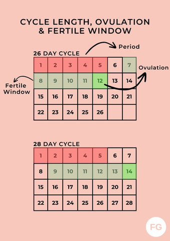 Your ovulation, explained: Signs, Timeline, and Fertility – Fertility Glo