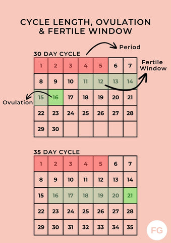 What You Need to Know About Your Ovulation Cycle [Infographic