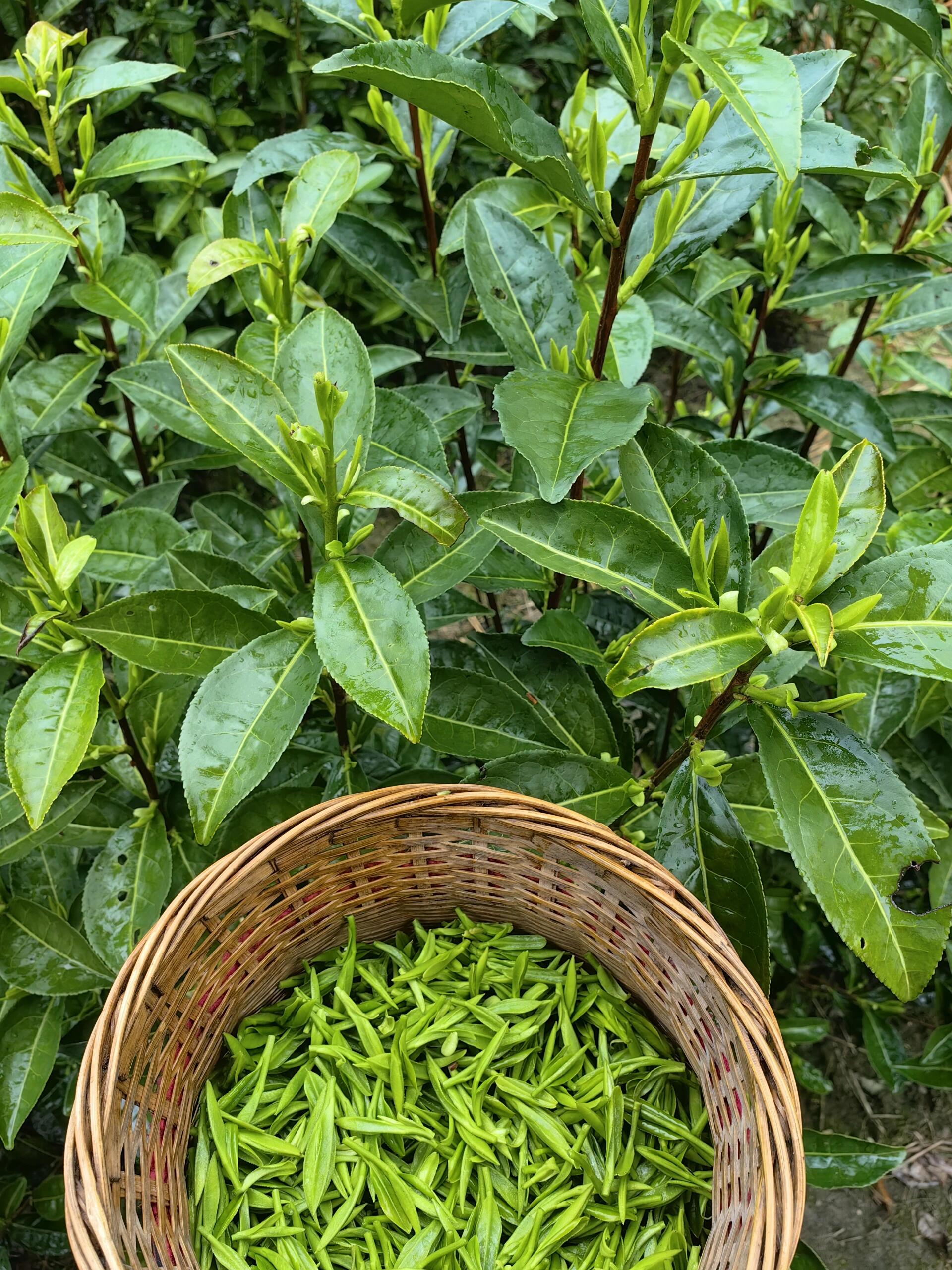 This is Chinese green tea huangshan maofeng