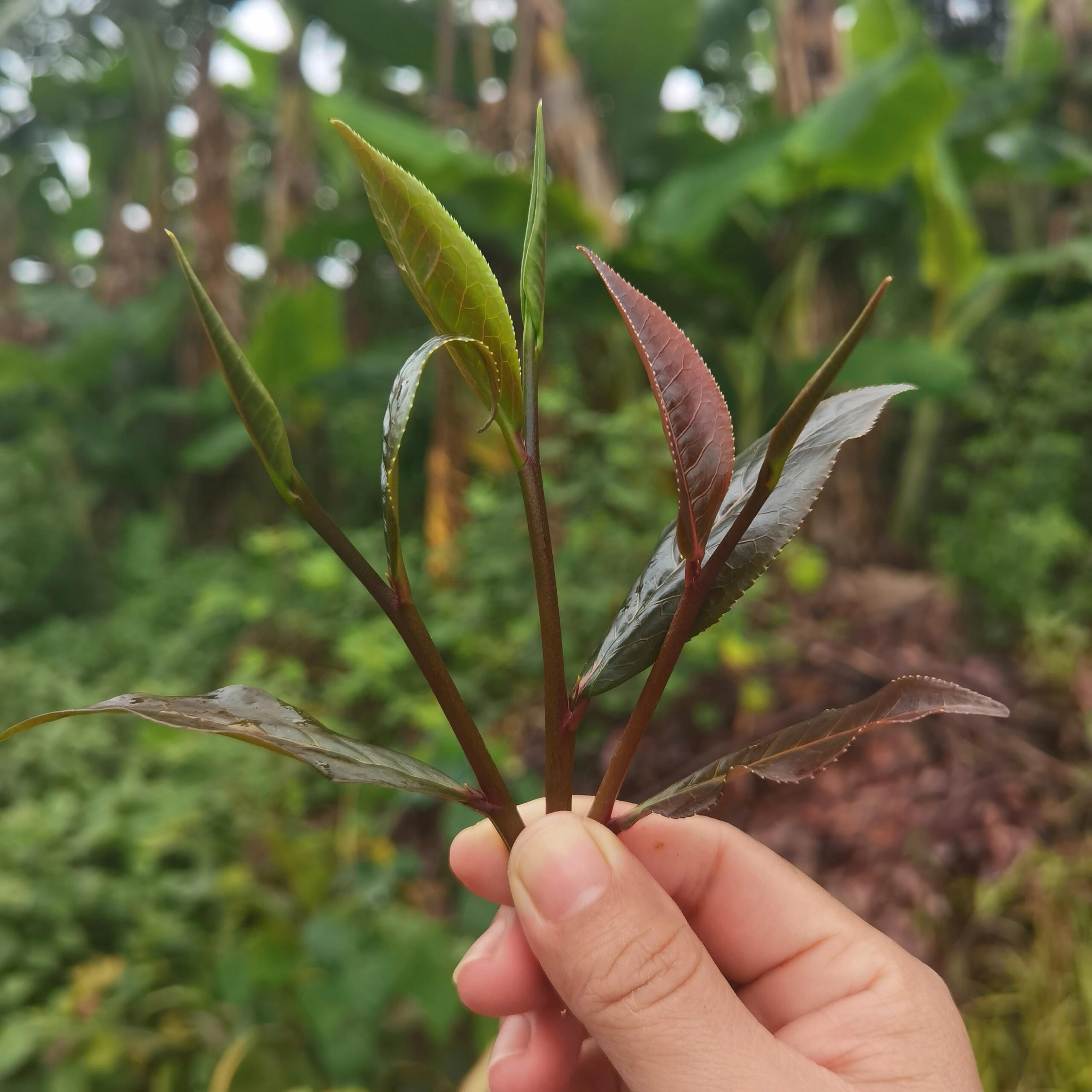 this is Yunnan Gushu black tea. this is Chinese Yunnan Gushu black tea