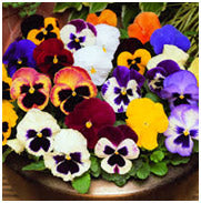 Pansy Planting Guide