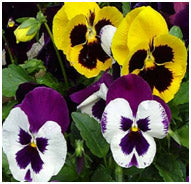 Pansy Planting Tips