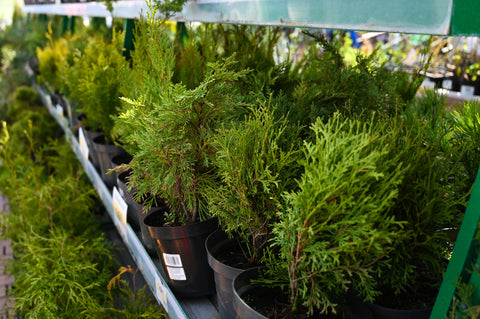 Bulk_Thuja_Green_Giants