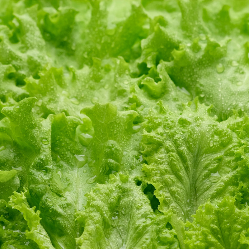 Lettuce-Black Seeded Simpson