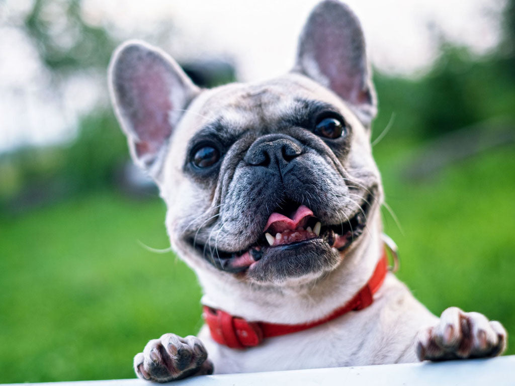 FrenchBulldog_1024x768_1d7d7e88-7d2c-433e-8841-1bc26f8b8f3b