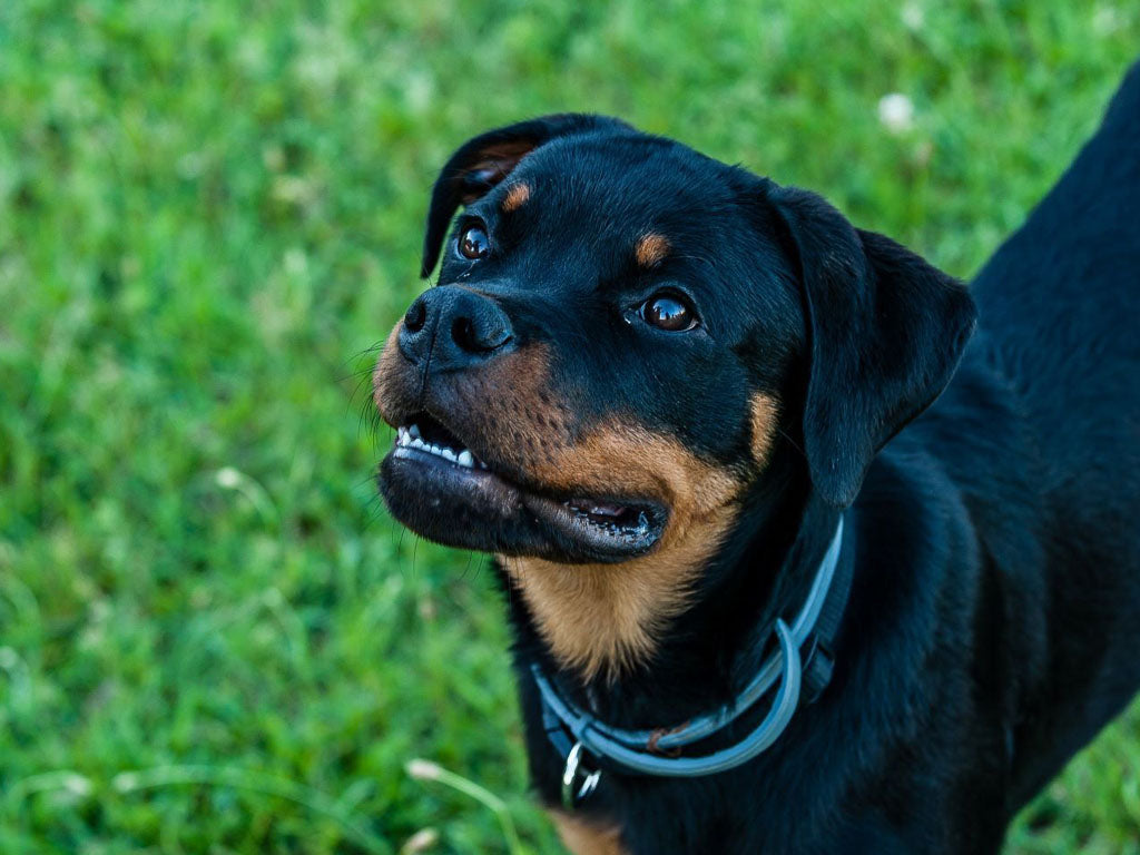 Rottweiller_1024x768_b6a85015-72ea-4f18-a144-a80c862d8275