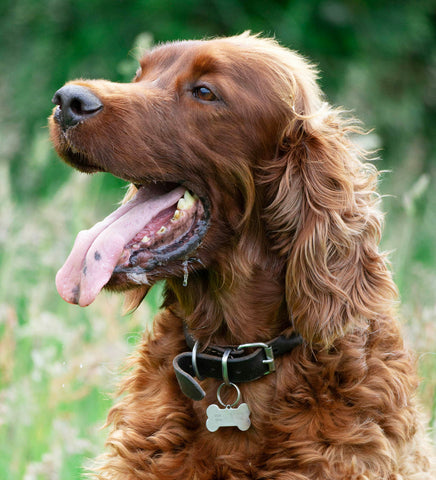 Happy Irish Setter with tongue out, cooling off in summer shade, exemplifies heat relief for dogs.