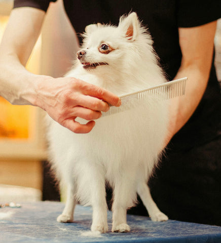 Groomer combing a white Pomeranian, showcasing grooming for dog heat management.