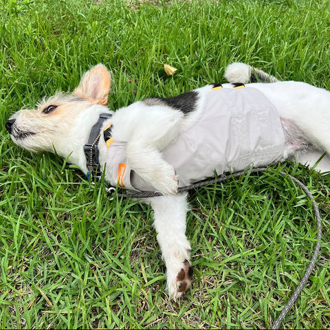 dog rolling on grass with belly cover
