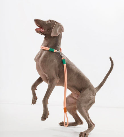 Discover leash and harness set designed for comfort, control, and style, equipped with smart features. Step out in style with the perfect lead for dogs, now available at 2&4 Pets