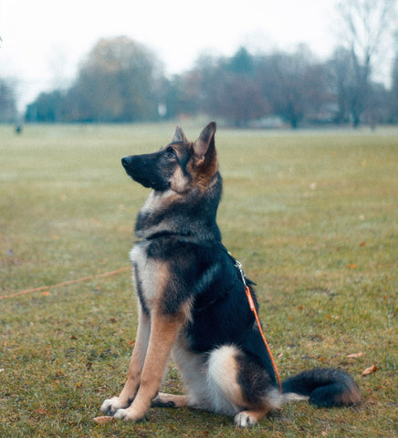 Discover leash and harness set designed for comfort, control, and style, equipped with smart features. Step out in style with the perfect lead for dogs, now available at 2&4 Pets