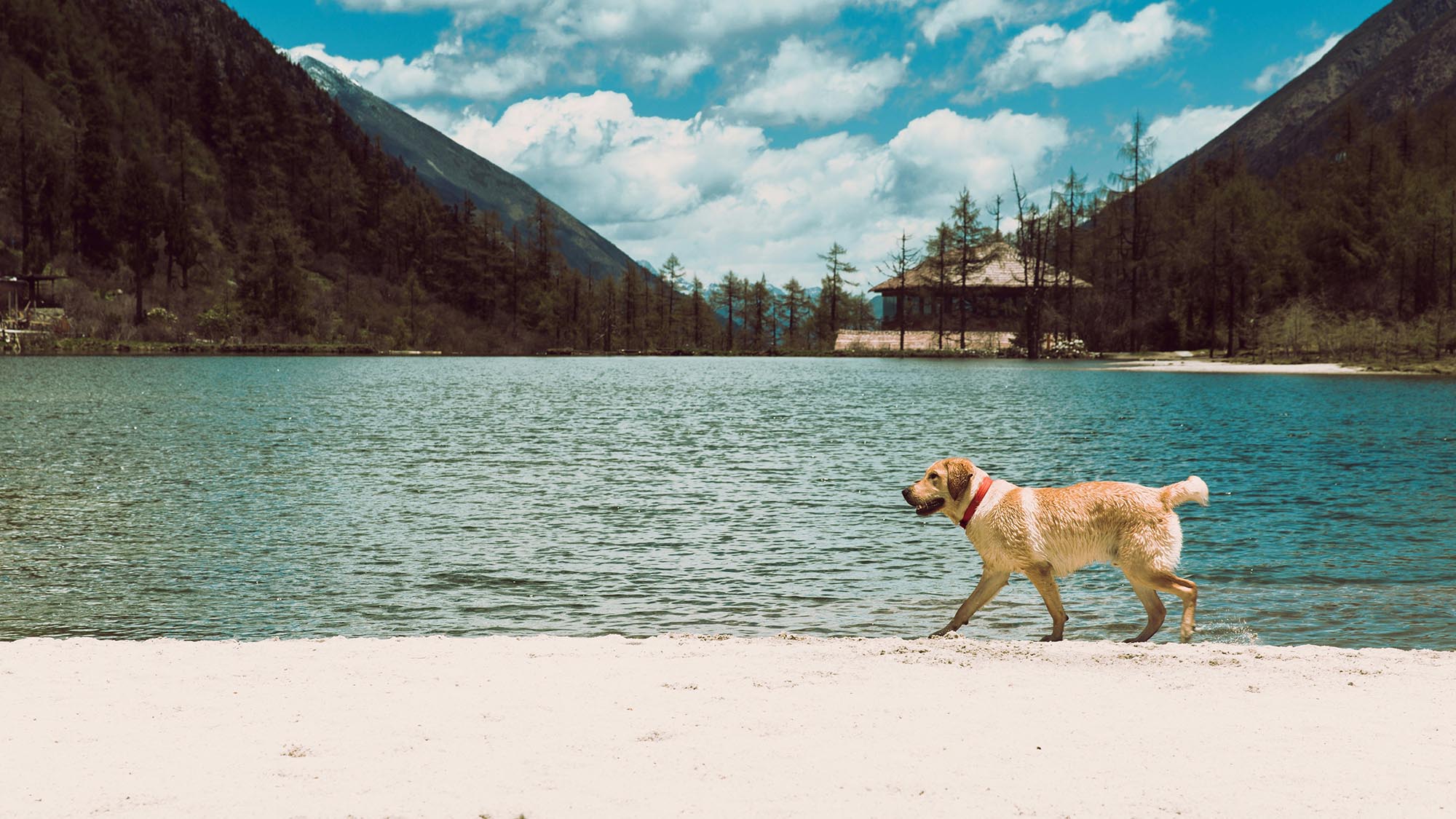 Energetic Labrador Retriever enjoying a sunny day at the lakeside, with lush green mountains in the background and clear blue skies overhead.