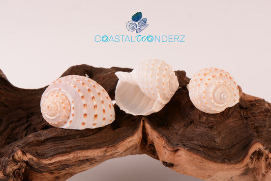 Areola Babylon Seashells XL - Babylonia Areolata - (3 shells approx. 2-2.5  inches)