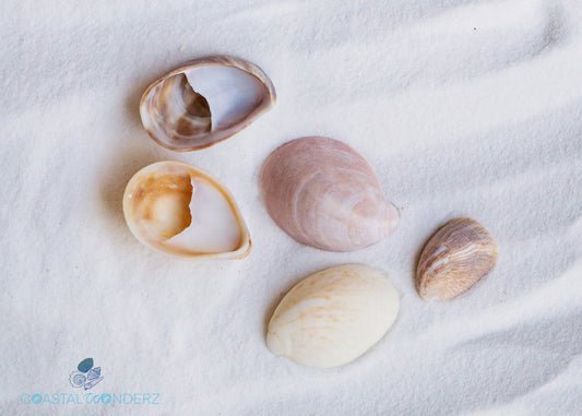 Bubble Seashell Handpicked on Marco Island or Sanibel Island in