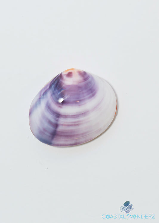 Purple Clam Shells – CoastalWonderz