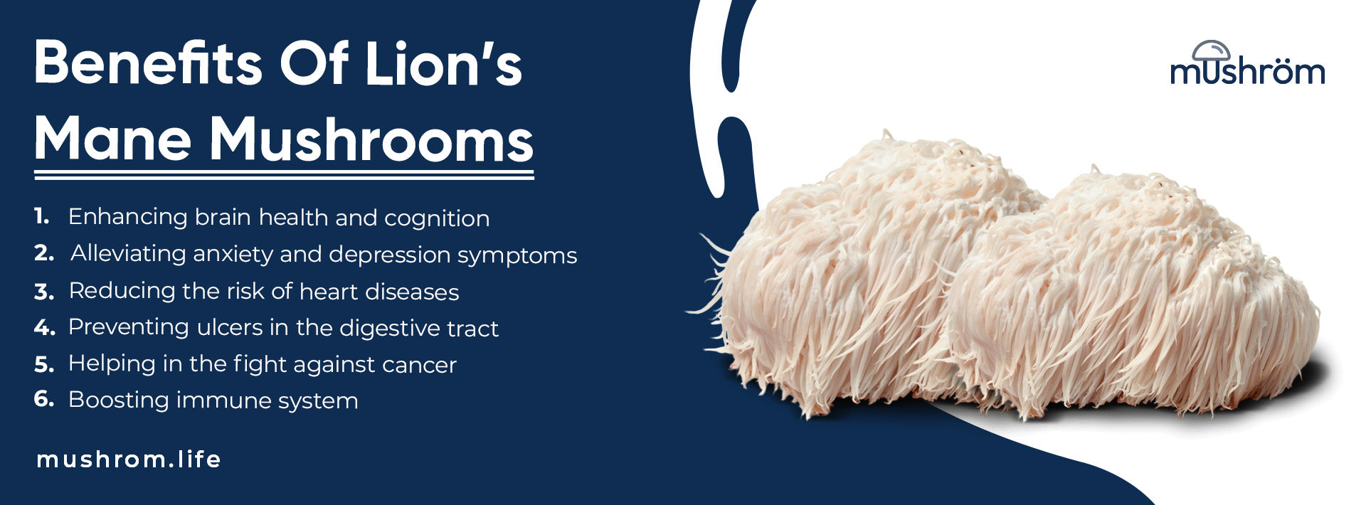 Benefits Of Lion’s Mane Mushrooms