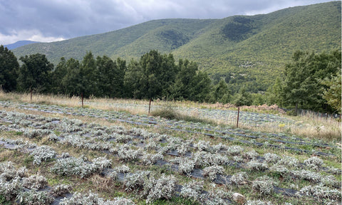 Bergtee Felder von Kozani