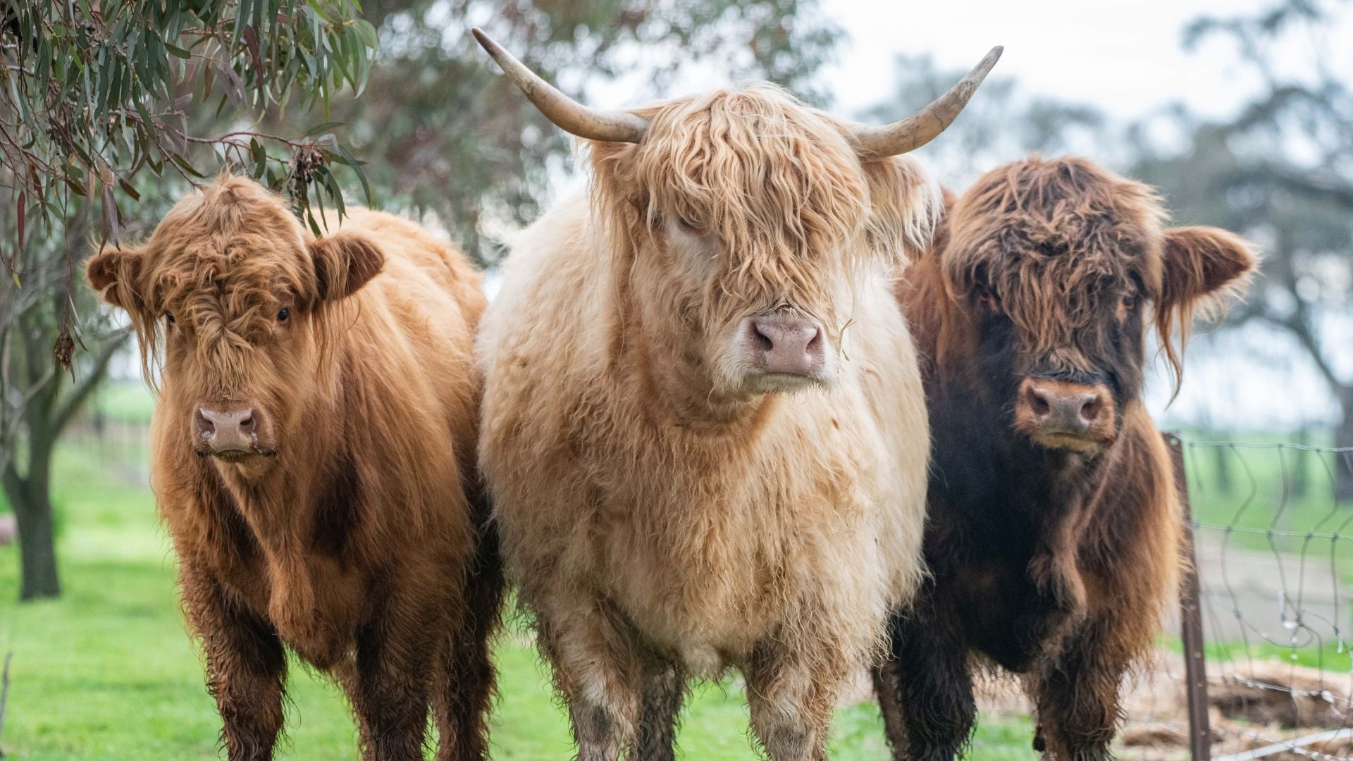 Highland cow look like