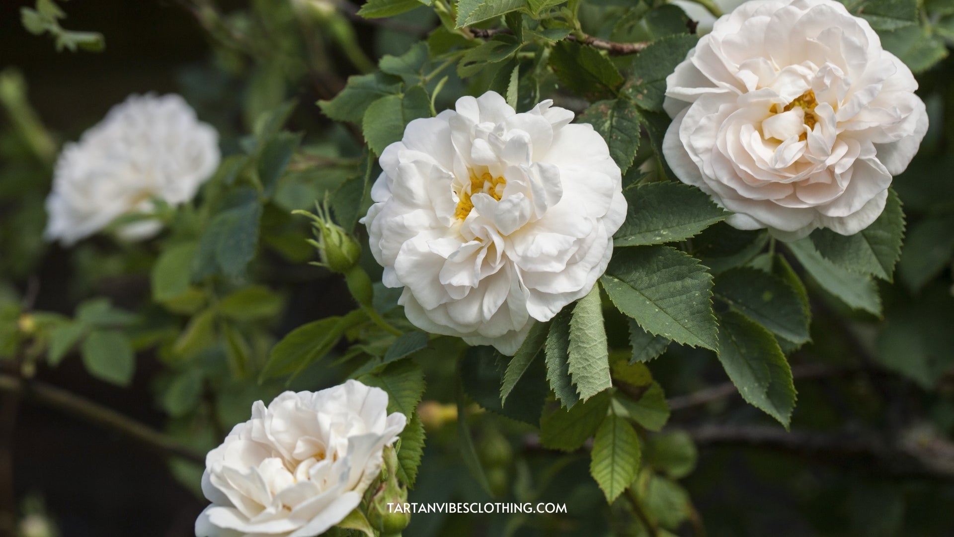 Jacobite Rose - The scottish symbol for love