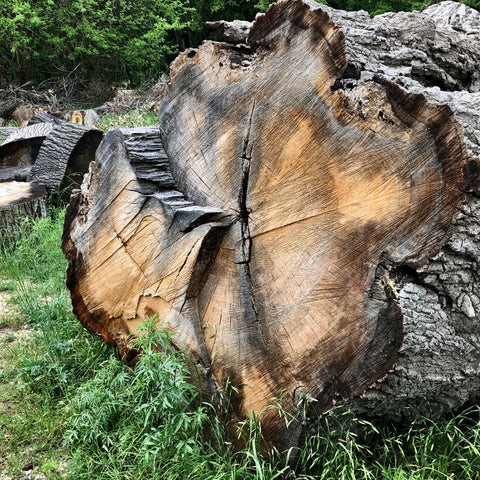 Red Oak Fallen Tree