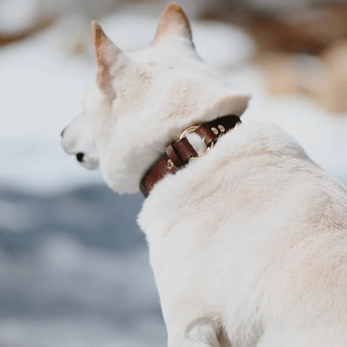 white dog in Center Ring Dog Collar