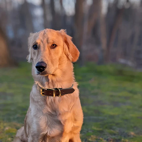 dog in Personalized Center Ring Dog Collar