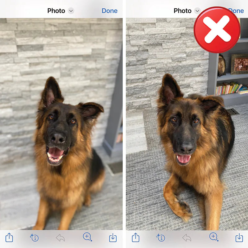 Dog Photo Screenshots