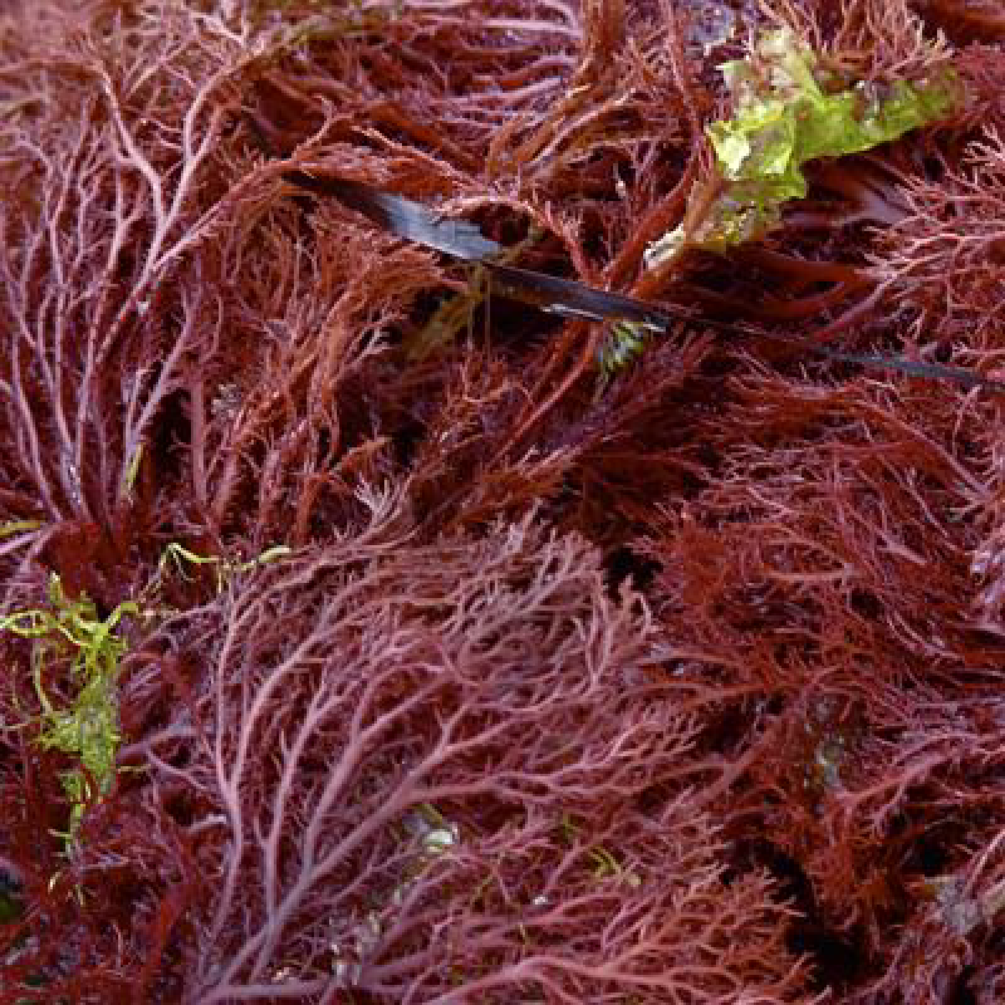 Багрянка водоросль. Красные водоросли Филлофора. Красные водоросли анфельция. Анфельция тобучинская. Анфельция водоросль.