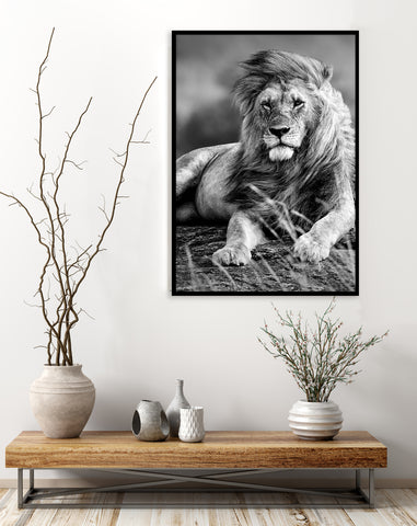 nature wall art of a black and white lion pictured in a neutral entrance hallway. 